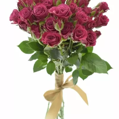 Kytice 10 trsových růží GLORIOUS 50cm