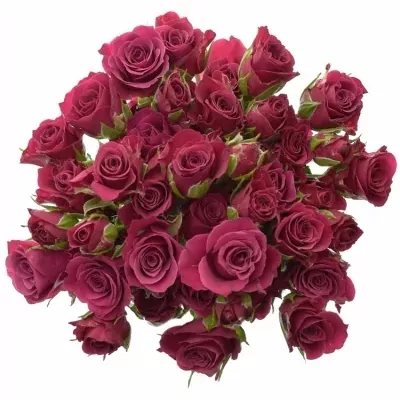 Kytice 10 trsových růží GLORIOUS 50cm