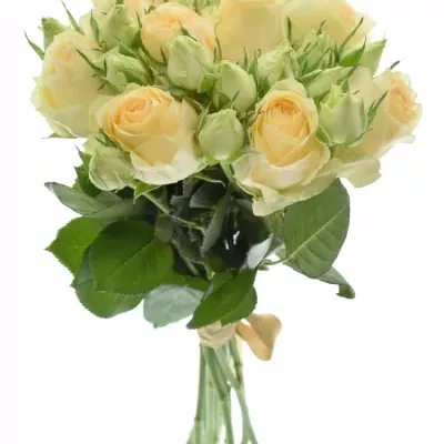 Kytica 10 trsových ruží MAGIC AVALANCHE 40cm