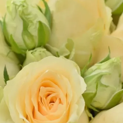 Kytice 10 trsových růží MAGIC AVALANCHE 40cm