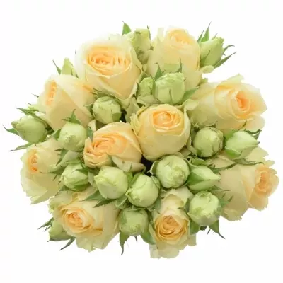Kytica 10 trsových ruží MAGIC AVALANCHE 40cm