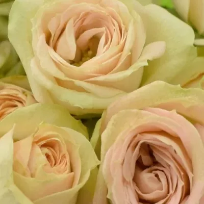 Kytice 10 trsových růží ROMANTIC PEPITA 40cm