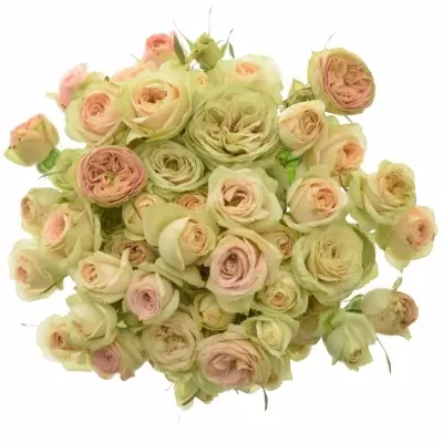 Kytice 10 trsových růží ROMANTIC PEPITA 40cm