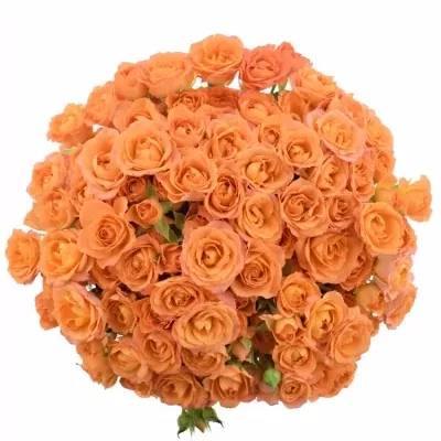 Kytica 100+ kvetov ruží 4 GOOD PEACH+ 50cm