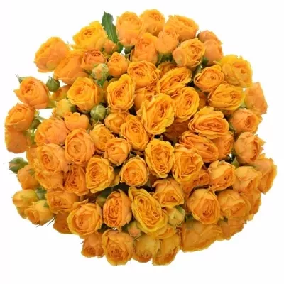 Kytica 100+ kvetov ruží CHEROKEE 40cm