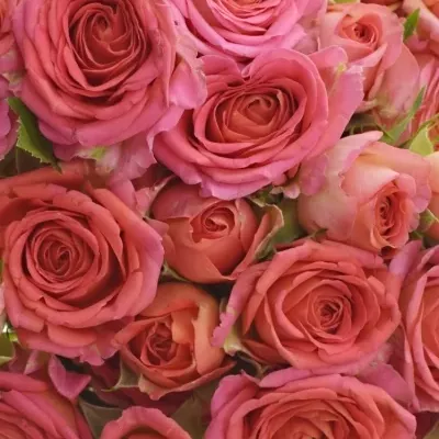 Kytice 100  květů růží CHIMO