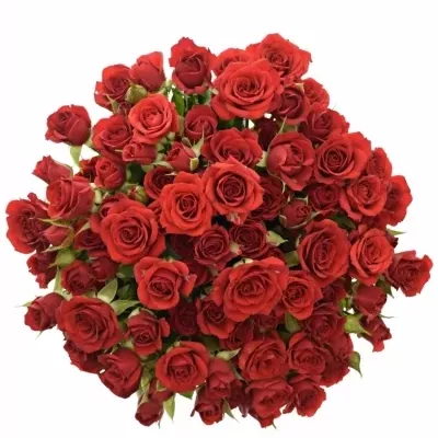 Kytica 100+ kvetov ruží DOMINICA 40cm