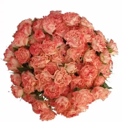Kytice 100+ květů růží FAIR FLOW 60cm