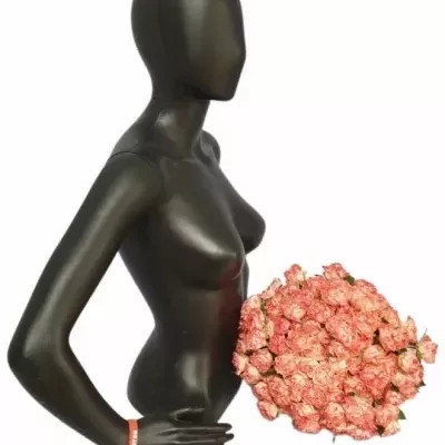 Kytice 100  květů růží FAIR FLOW