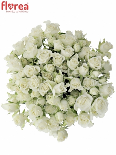 Kytica 100+ kvetov ruží ICE FLOW 50cm