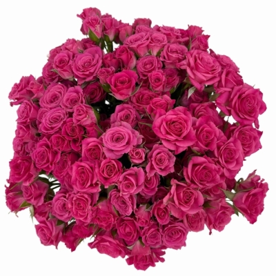 Kytice 100+ květů růží LOVELY LYDIA 40 cm