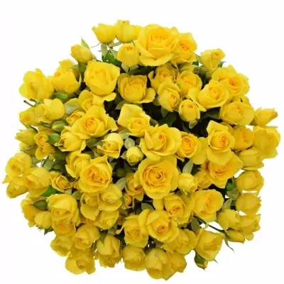 Kytica 100+ kvetov ruží MARIAH 40cm