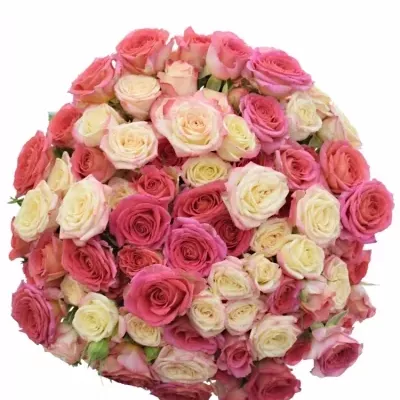 Kytice 100+ květů růží MELISSA 40cm