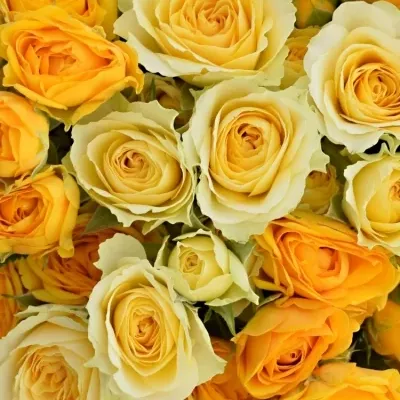Kytice 100  květů růží MIRJAM