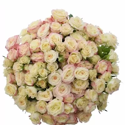 Kytice 100+ květů růží OLYMPE 55cm
