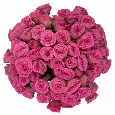 Kytice 100  květů růží PAULETTE!