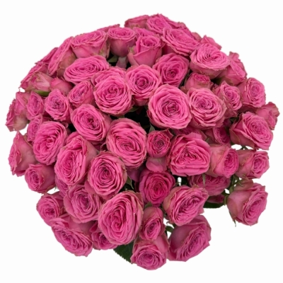Kytice 100+ květů růží PAULETTE! 40 cm