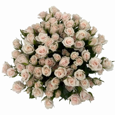 Kytice 100+ květů růží ROYAL PORCELINA 60 cm