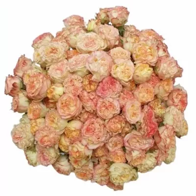 Kytica 100+ kvetov ruží SHOW FLOW  40cm