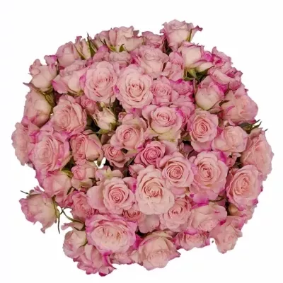 Kytica 100+ kvetov ruží SPEAKING BLOSSOMS 40cm