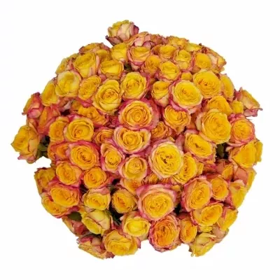 Kytica 100+ kvetov ruží TAHITI 40cm