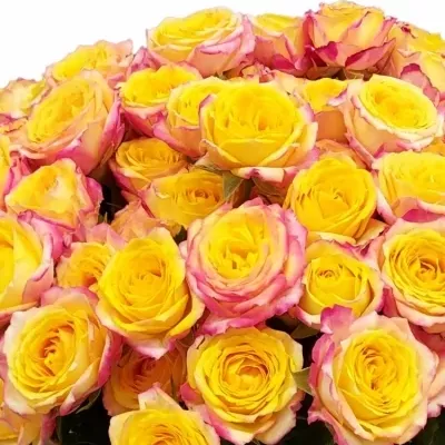 Kytice 100  květů růží TAHITI