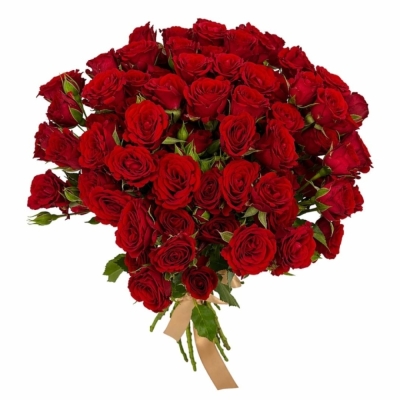 Kytice 100  květů růží VELVET BLOSSOMS