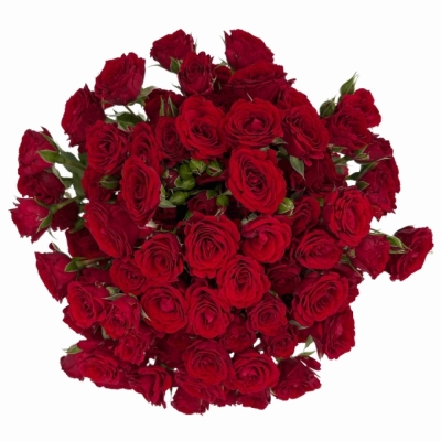 Kytice 100+ květů růží VELVET BLOSSOMS 50 cm