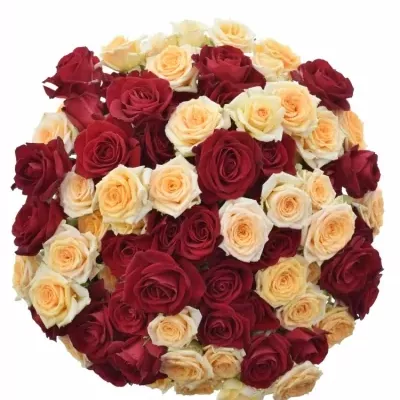 Kytice 100+ květů růží ZAKARIA 50cm