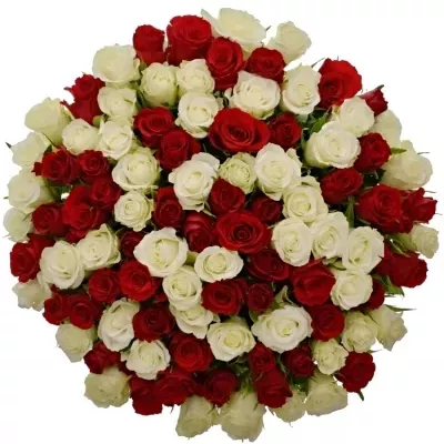 Míchaná kytice 100 vícebarevných růží AGATHA 50 cm