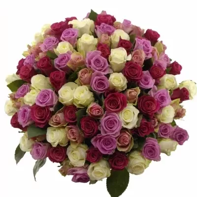 100 míchaných vícebarevných růží AKILINA 60 cm v kytici