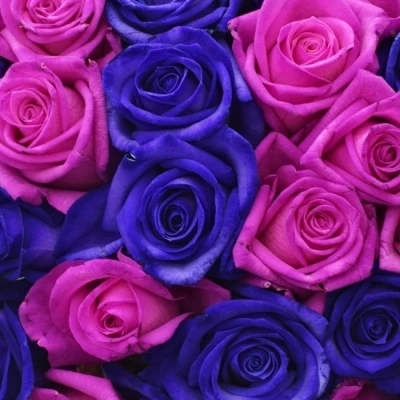 Kytice 100 barvených růží ABDERA