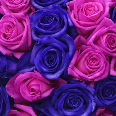 Kytice 100 barvených růží ABDERA