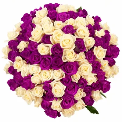 Kytice 100 vícebarevných růží ATLANTA 50 cm