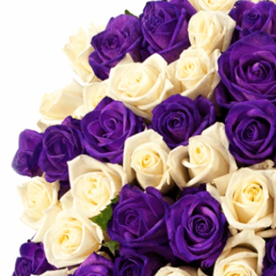 Kytice 100 barvených růží AUGUSTINA