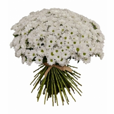 Kytice 100 bílá chryzantéma santini