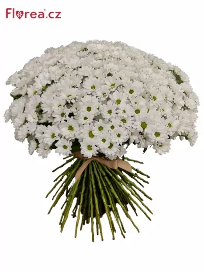 Kytica 100 biela chryzantéma santini