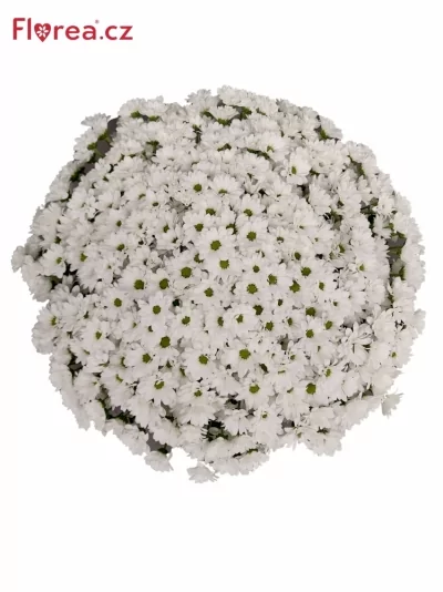Kytice 100 bílá chryzantéma santini 55cm