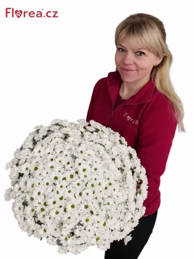 Kytica 100 biela chryzantéma santini