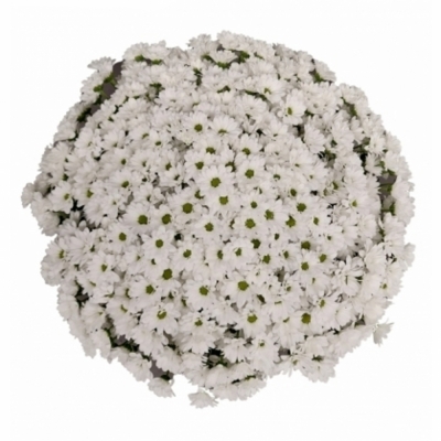 Kytice 100 bílá chryzantéma santini 55cm