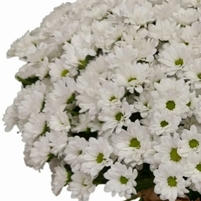 Kytice 100 bílá chryzantéma santini