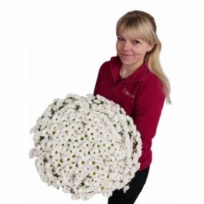 Kytice 100 bílá chryzantéma santini