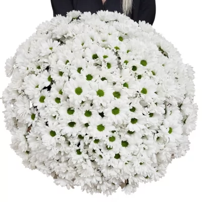 Kytice 100 bílá kopretinová chryzantéma