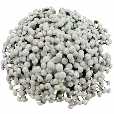 Kytica 100 bielych plných chryzantém santini 50cm
