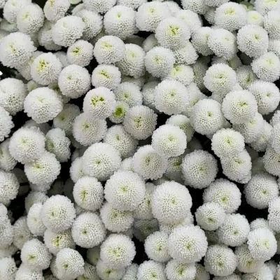 Kytice 100 bílá plná chryzantéma santini