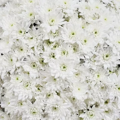 Kytice 100 bílá plnokvětá chryzantéma