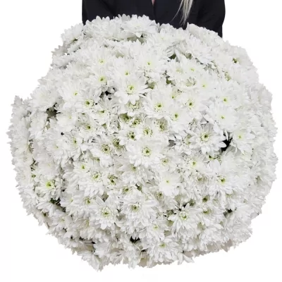 Kytice 100 bílá plnokvětá chryzantéma