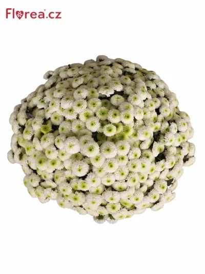 Kytice 100 bílá plnokvětá chryzantéma santini 55cm