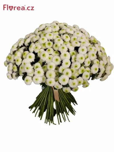 Kytice 100 bílá plnokvětá chryzantéma santini