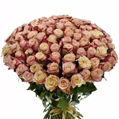 Kytice 100 bílorůžových růží ADVANCE SWEETNESS 50cm